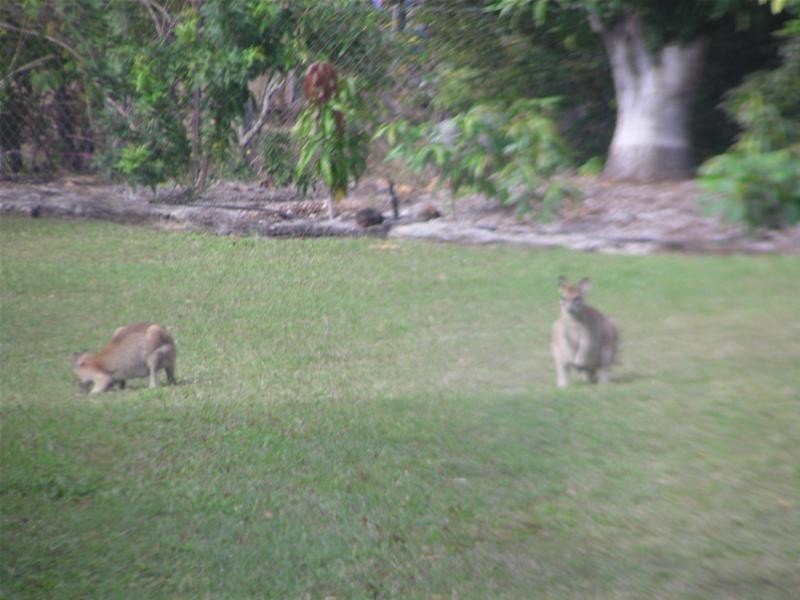 37 Jamieson Street, Mareeba QLD 4880