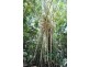 Julatten QLD 4871