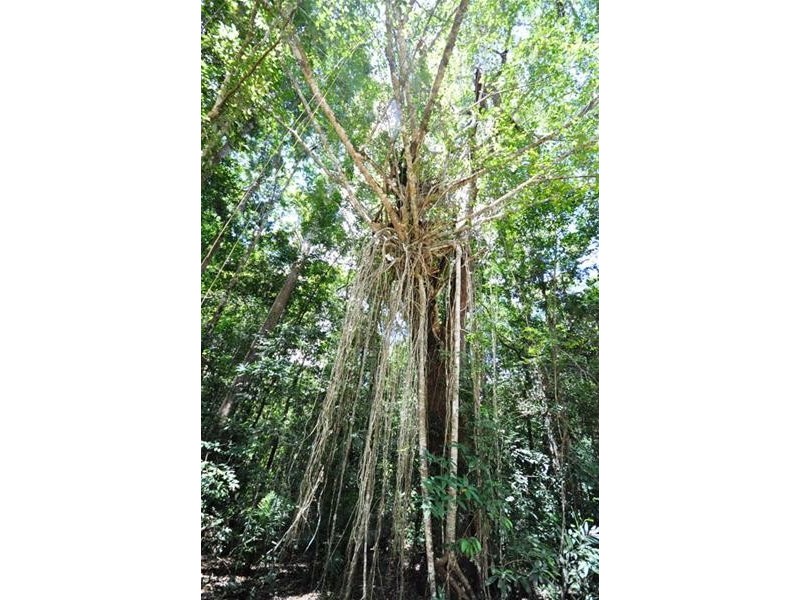 Julatten QLD 4871