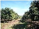 137 Veness Road, Dimbulah QLD 4872