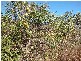 Lemonside, Mutchilba QLD 4872
