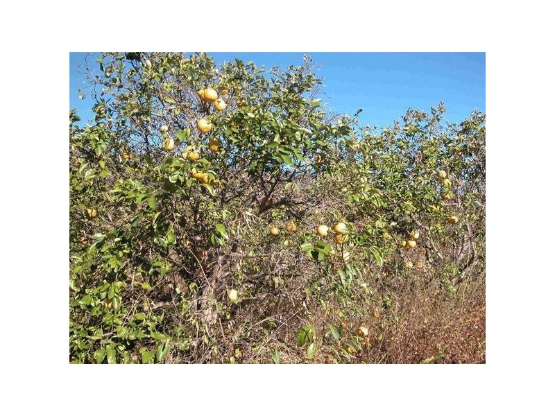 Lemonside, Mutchilba QLD 4872