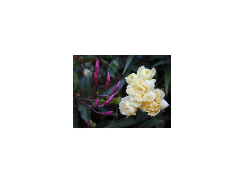 55 Gissing Street, Blackburn VIC 3130