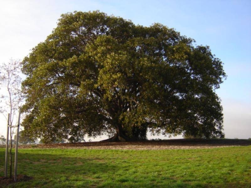 7 Figtree Walk, Lyndhurst VIC 3975