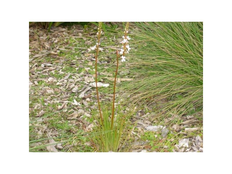 Glen Court, Hampton Park VIC 3976