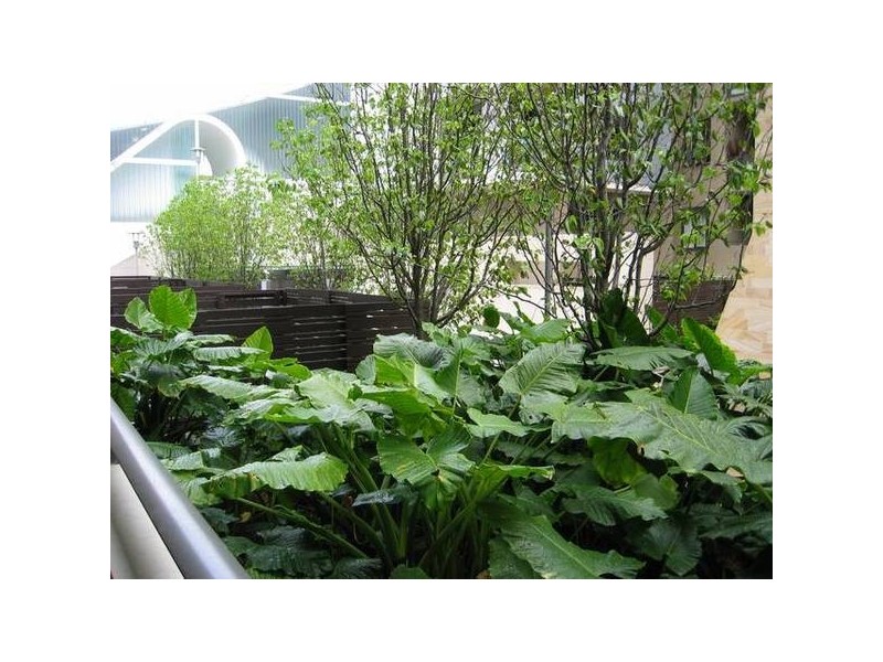 P318/287 Pyrmont Street, Ultimo NSW 2007