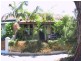 45 Morgan Street, Petersham NSW 2049
