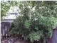 Gottenham Street, Glebe NSW 2037