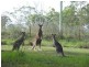 9 Kooraru Close, Tea Gardens NSW 2324