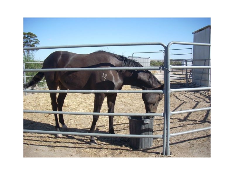 399 Dangin North Road, Dulbelling WA 6383