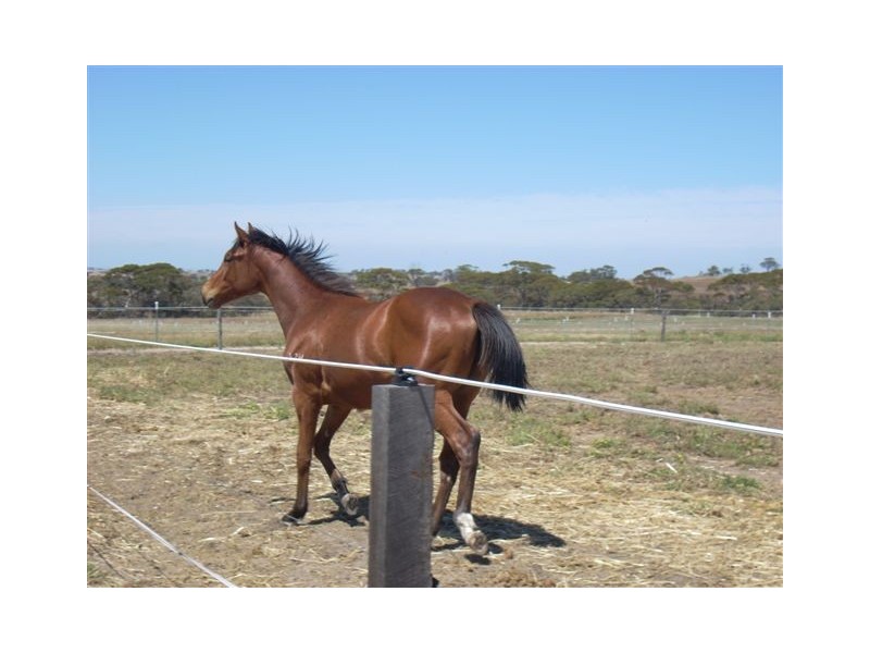 399 Dangin North Road, Dulbelling WA 6383