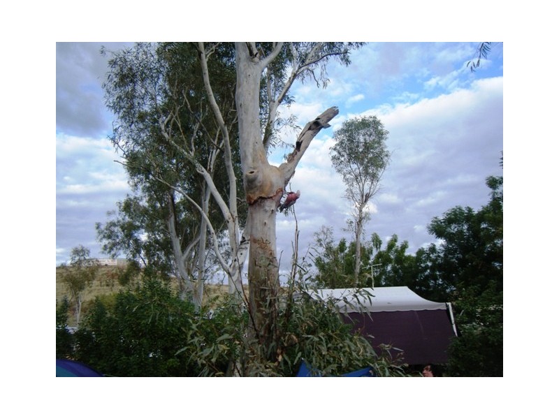 64 Contest Street, Marble Bar WA 6760