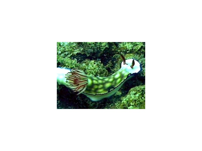 10/2 Murat Road, Exmouth WA 6707