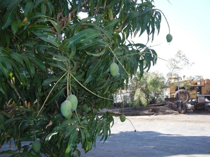 36 Harwell Way, Wedgefield WA 6721