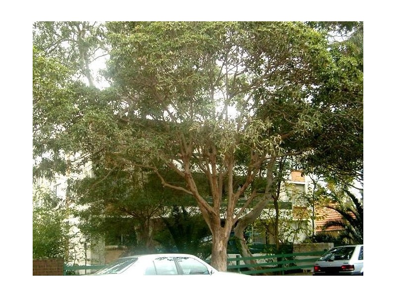 3/50 Shadforth Street, Mosman NSW 2088