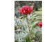 80 Canobios Road, Bena VIC 3946