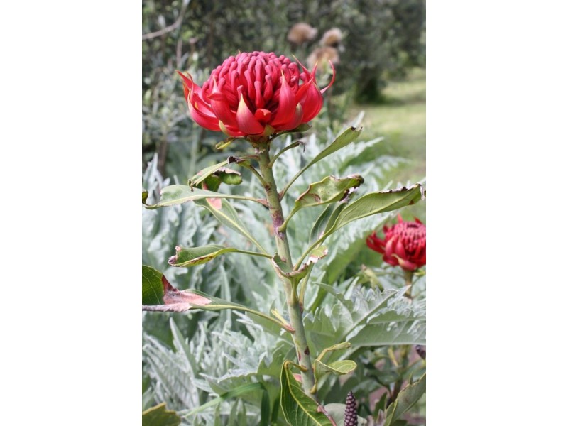 80 Canobios Road BENA, Korumburra VIC 3950