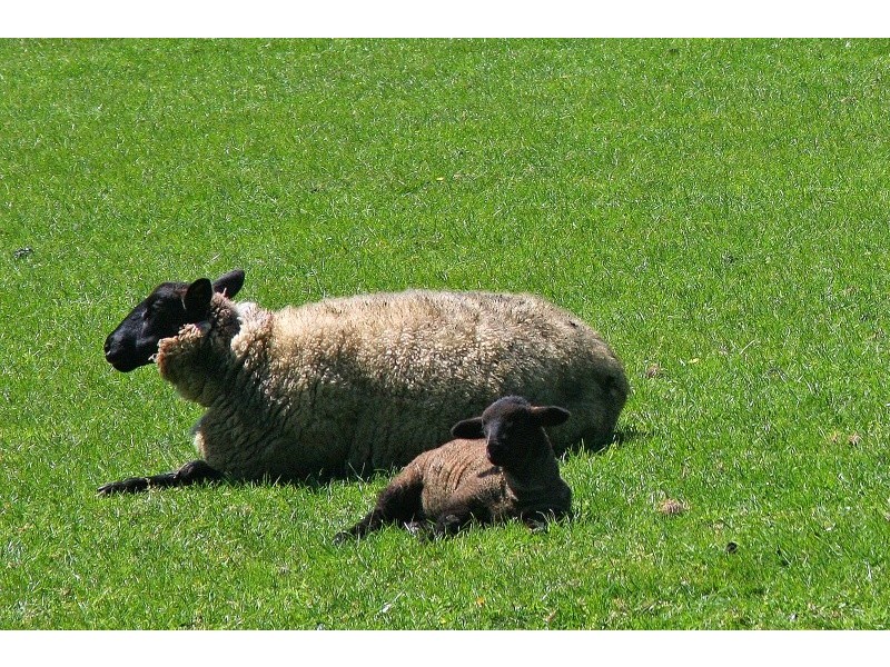 105. Stewarts Road, Korumburra VIC 3950