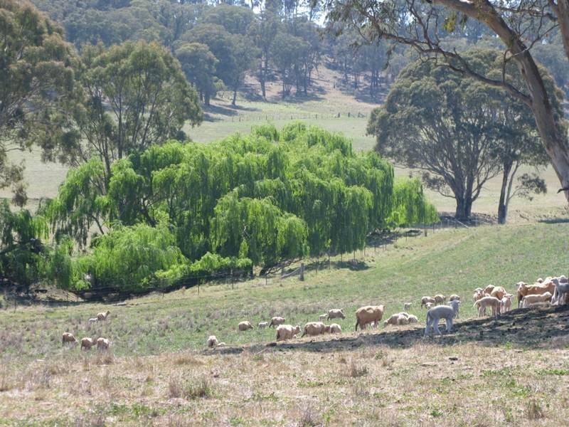 932 Puddledock Road, Armidale NSW 2350