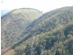 Garrabaldi, Yarrowitch NSW 2354