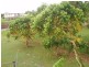50 Jodrell Street, Innisfail QLD 4860