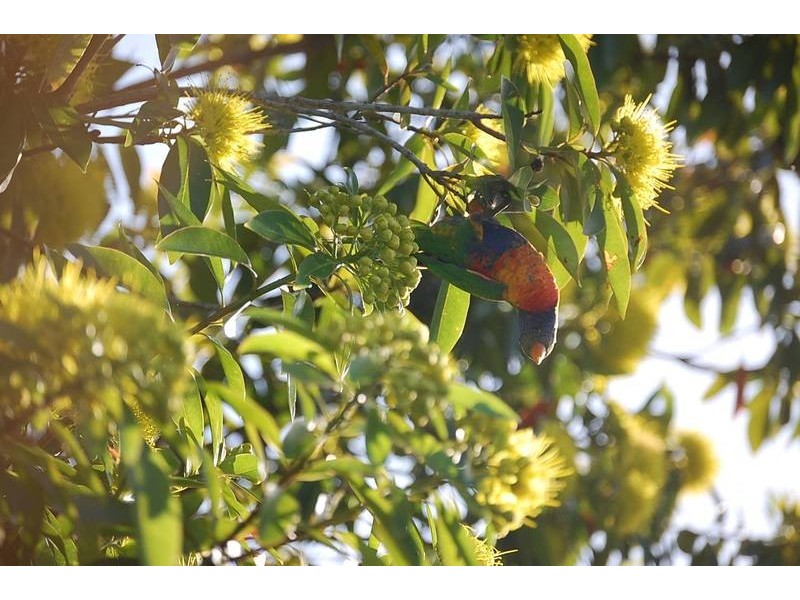 0 RENTAL AVE, Innisfail QLD 4860