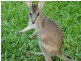 Woopen Creek QLD 4871