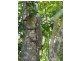 Woopen Creek QLD 4871