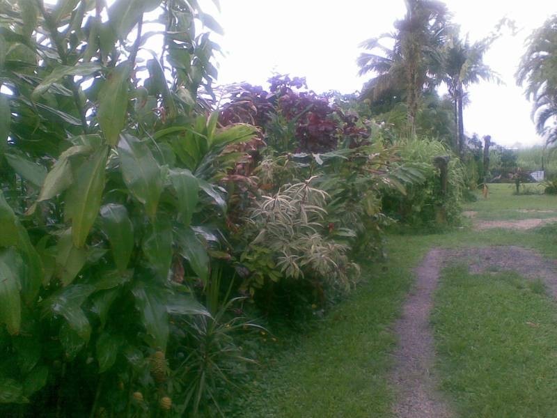 Babinda QLD 4861
