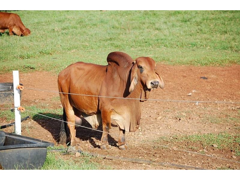 527 Donkin, Utchee Creek QLD 4871