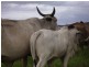 Mena Creek QLD 4871
