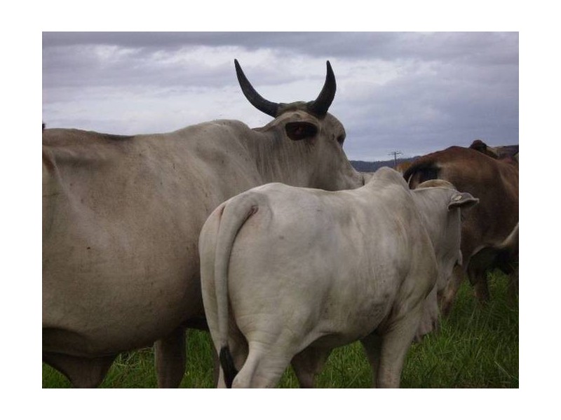 Mena Creek QLD 4871