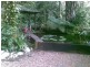 Babinda QLD 4861