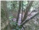 Babinda QLD 4861