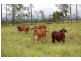 Mena Creek QLD 4871