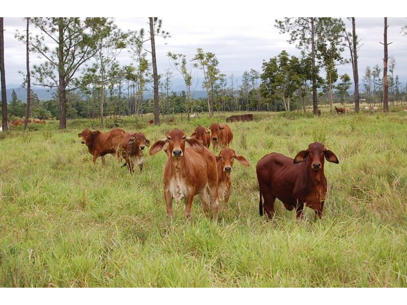 Mena Creek QLD 4871