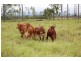 Mena Creek QLD 4871