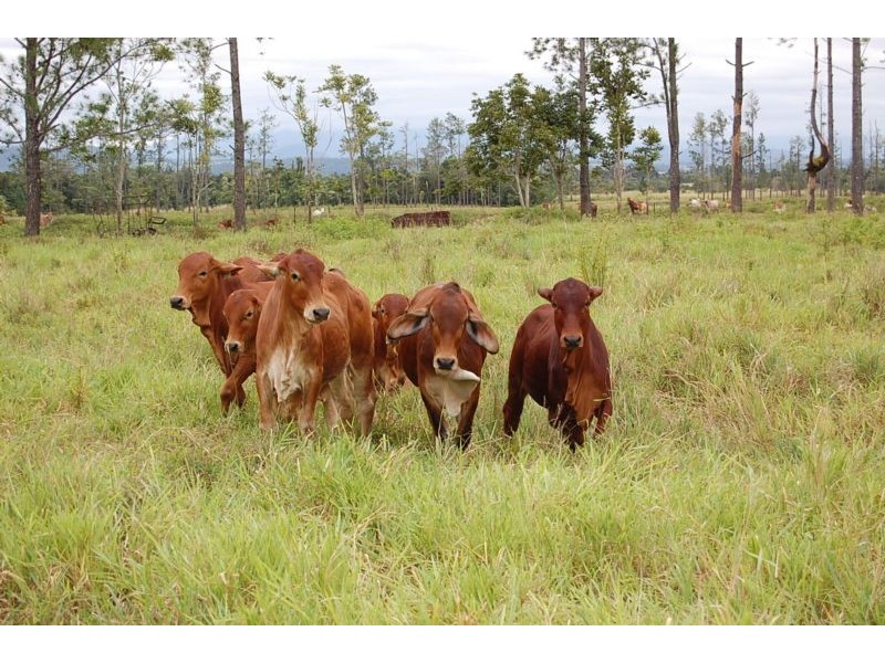 Mena Creek QLD 4871