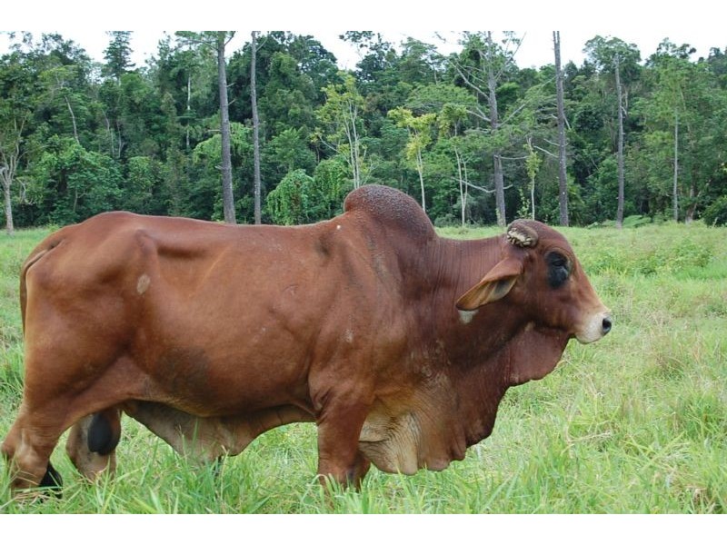 Mena Creek QLD 4871