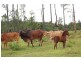 Mena Creek QLD 4871