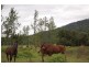 Mena Creek QLD 4871