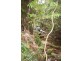 Babinda QLD 4861