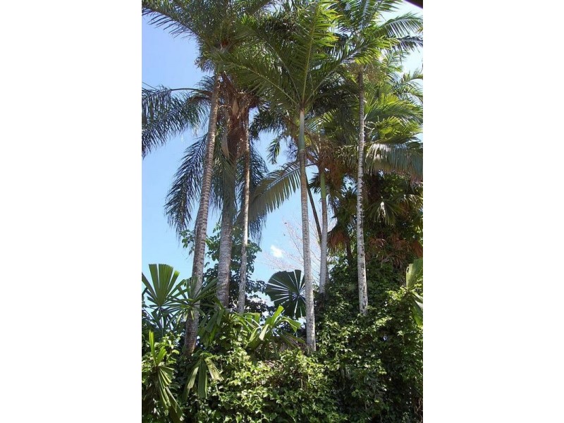 Innisfail QLD 4860