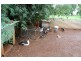 Innisfail QLD 4860