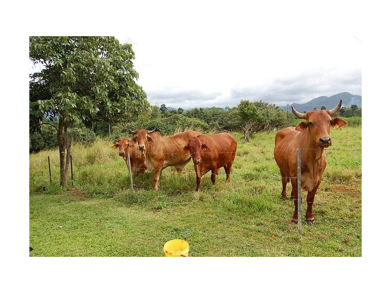Innisfail QLD 4860