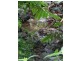 Japoonvale QLD 4856