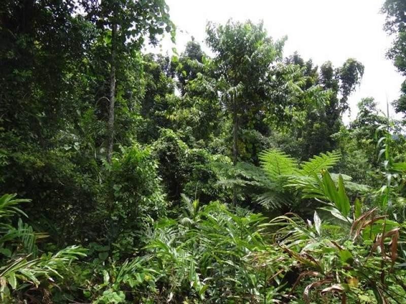 3 Woogaka Road, Japoonvale QLD 4856