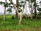 Mena Creek QLD 4871
