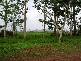 Mena Creek QLD 4871