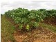 Mena Creek QLD 4871